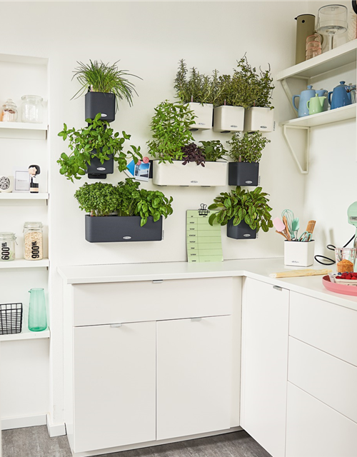 LECHUZA Green Wall Home Kit Color, Komplettset mit Bewässerungssystem