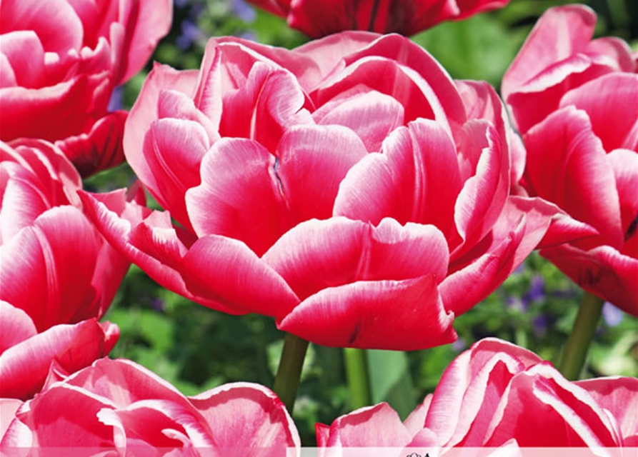 Gefüllte frühe Tulpen, Grün erleben, Blumenzwiebeln Gartencenter Stassen