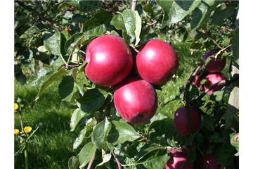 PFLANZEN FüR EIN STARKES IMMUNSYSTEM