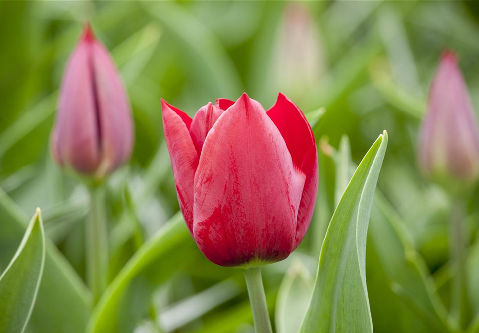 SCHöNSTES FRüHLINGSQUARTETT SCHöNSTES FRüHLINGSQUARTETT