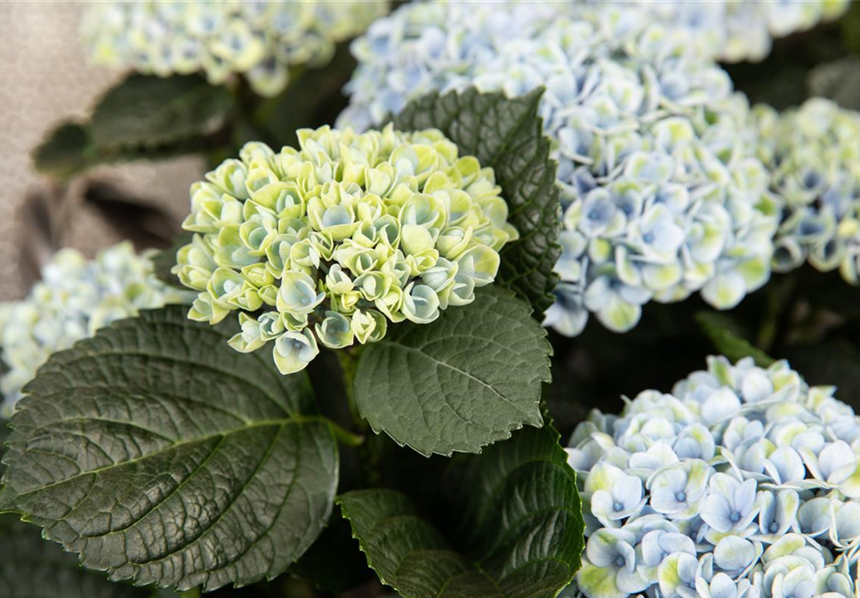 FLORALE LIEBESBEWEISE! FLORALE LIEBESBEWEISE!