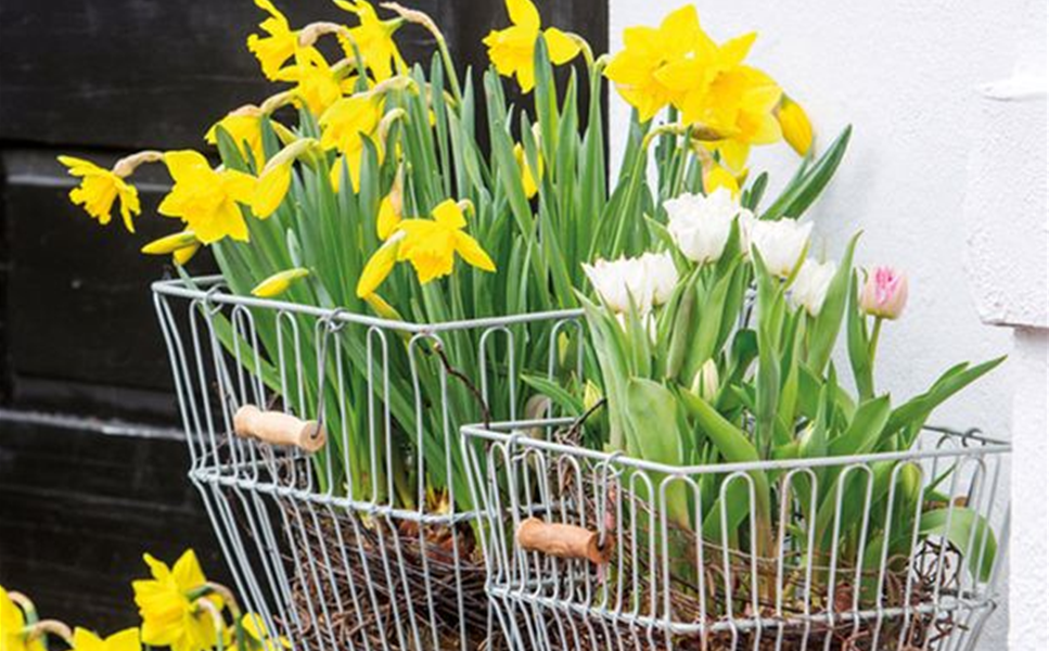 Frühlingserwachen - mit Kommunionsausstellung