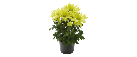 EIN KUNTERBUNTER HERBST!