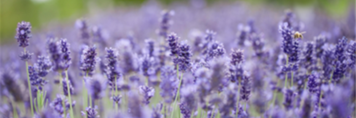 Lavendel
