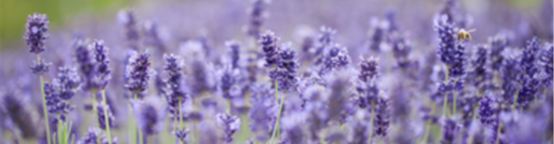Lavendel