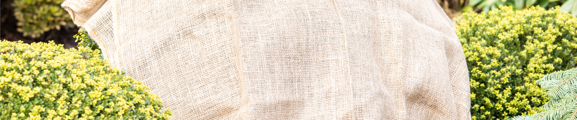 Frostschutz - Jutesack auf immergrünen Pflanzen