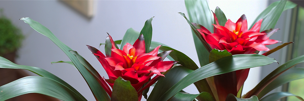 GUZMANIA - HYBRIDE
