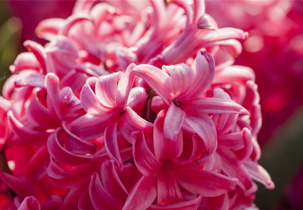 PFLANZIDEEN: FRüHLINGSBLüHER PFLANZIDEEN: FRüHLINGSBLüHER