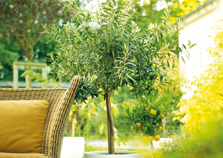 GARTEN DES SüDENS! 