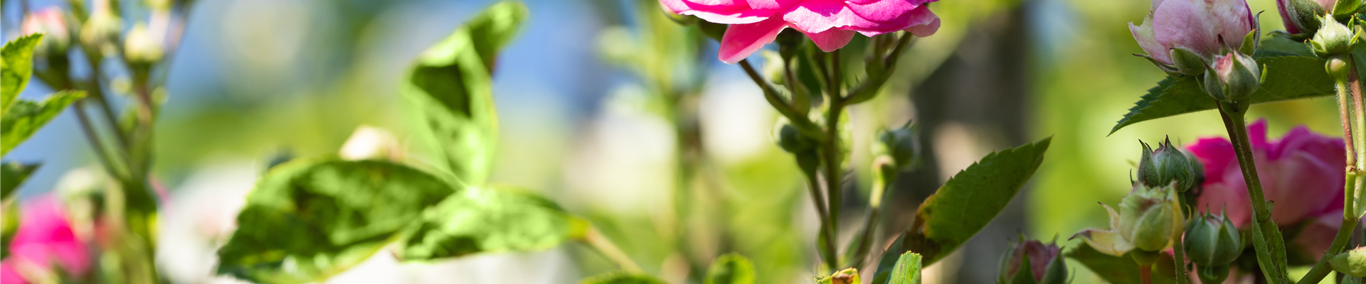 Rosa 'Marie Gouchault'
