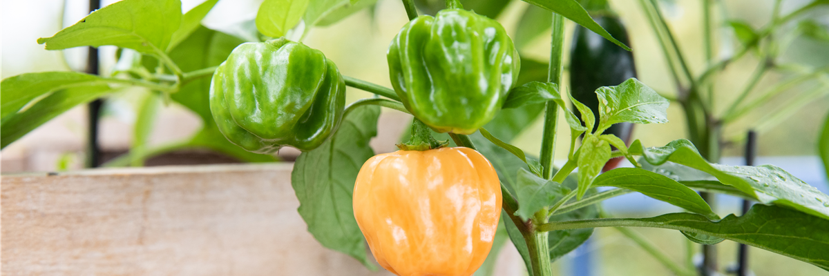 Upcycling - Gemüsebeet