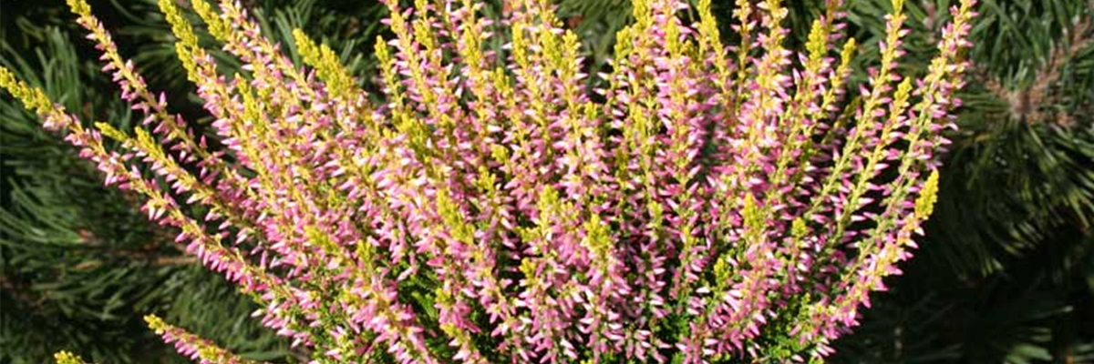 WIE GEHT... HEIDEGARTEN?