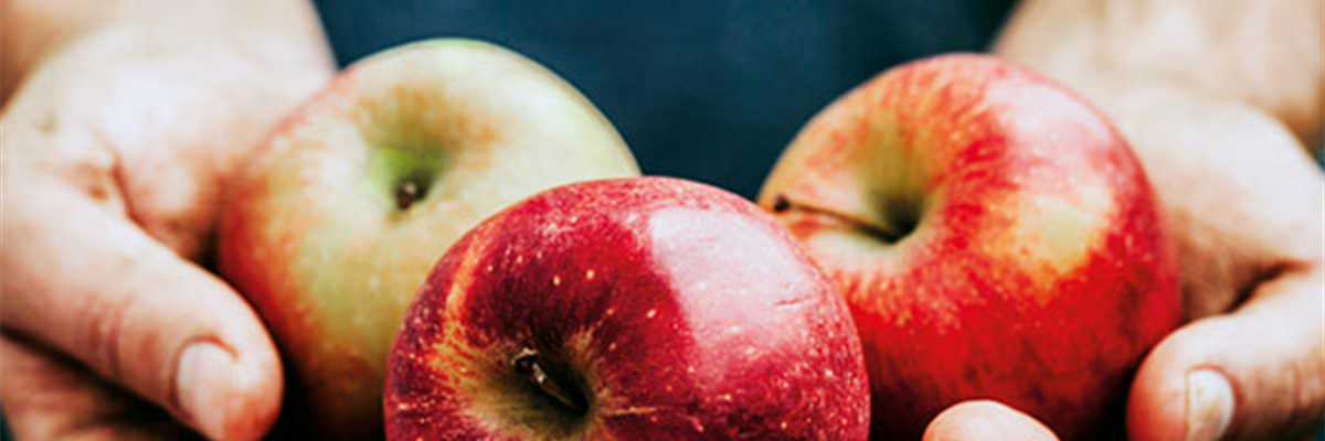 Obstpflanzen