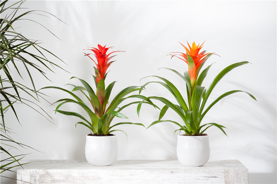 TROPENZAUBER BROMELIEN - Gartencenter Stassen