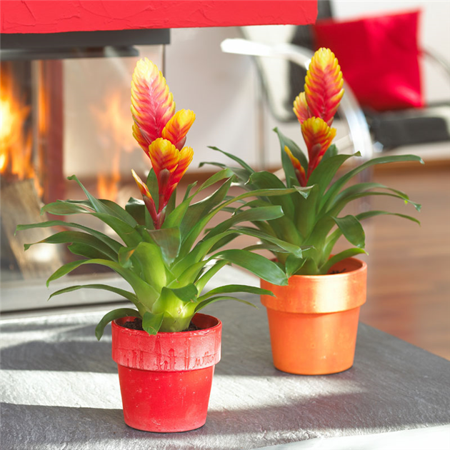 TROPENZAUBER BROMELIEN - Gartencenter Stassen