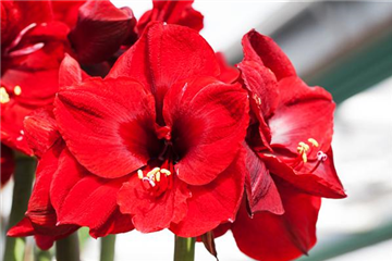 AMARYLLIS