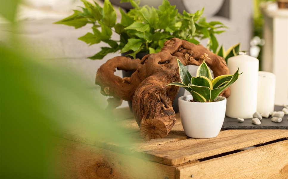 Dekoration - Die richtige Deko machts's!