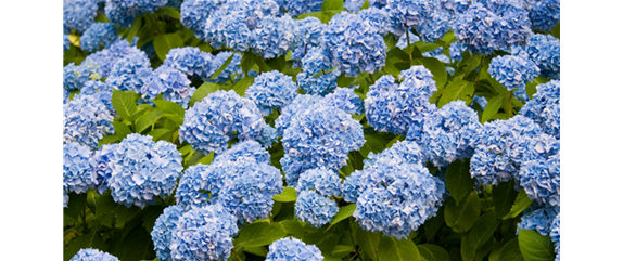 WIE GEHT...KÜRBIS FLORAL GESCHMÜCKT?