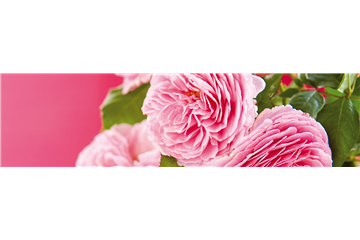 LIEBE LIEGT IN DER LUFT