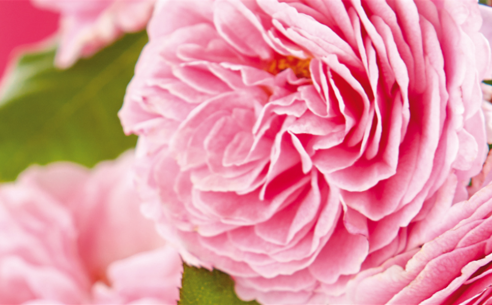 Valentinstag - Blumen für Ihre Liebsten