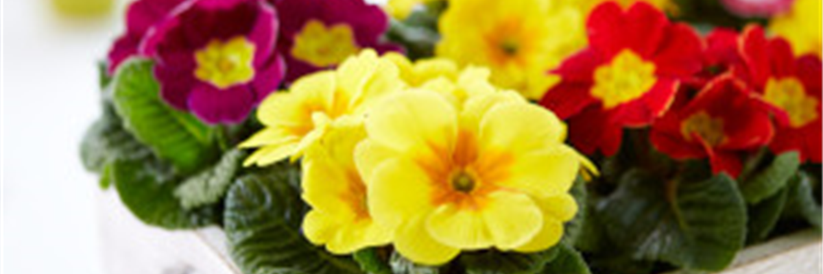 APRIL, APRIL – DER MACHT WAS ER WILL!