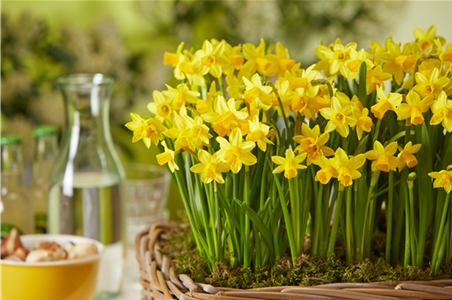 PFLANZE DES MONATS FEBRUAR: NARZISSE