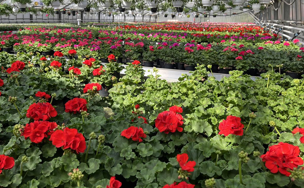 Tag der offenen Gärtnerei - mit Cafeteria, Trampolin und Hüpfburg