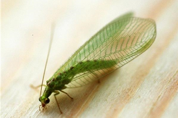 BIOLOGISCHER PFLANZENSCHUTZ IM GARTEN
