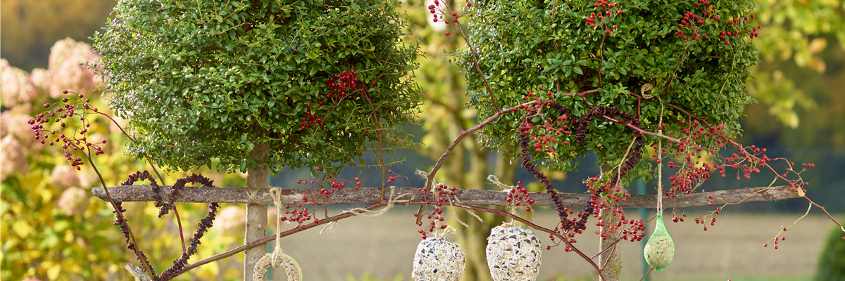 LECKERBISSEN FüR VöGEL