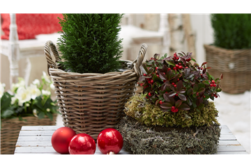 IMMERGRüNE OUTDOORSTARS