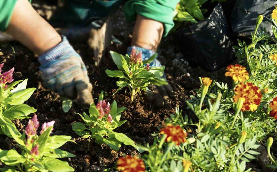 Tag der offenen Gärtnerei - mit Cafeteria, Trampolin und Hüpfburg