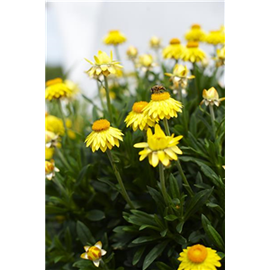 PFLANZE DES MONATS MAI: STROHBLUME
