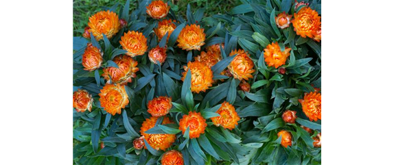PFLANZE DES MONATS MAI: STROHBLUME