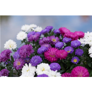 ASTER