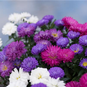 ASTER
