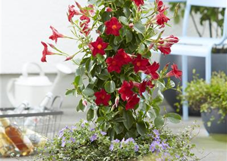 PFLANZE DES MONATS APRIL: DIPLADENIE