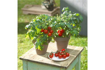 WIE GEHT... TOMATEN PFLEGEN?