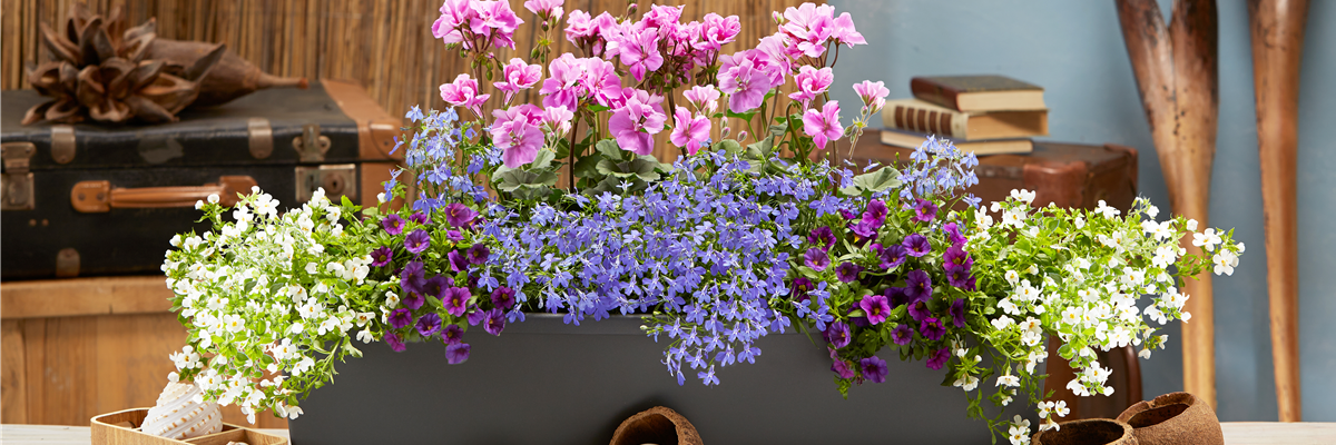 DIE SCHÖNSTEN BALKONKÄSTEN!