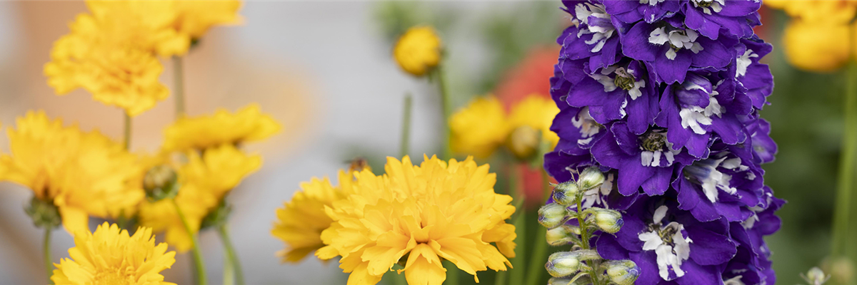 WO SICH HUMMELN TUMMELN