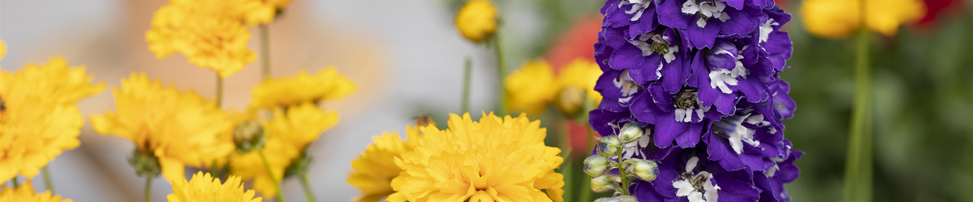 WO SICH HUMMELN TUMMELN