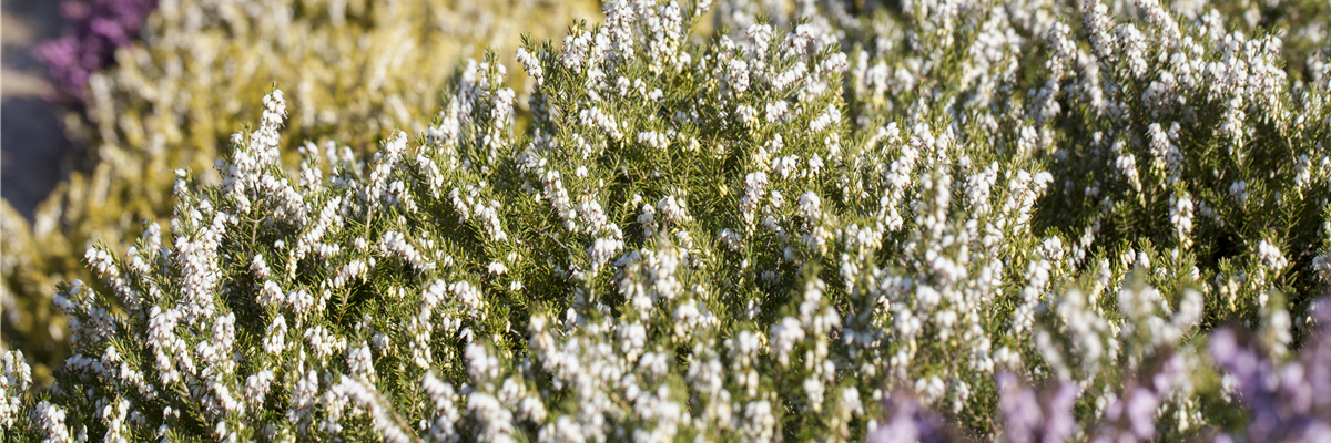 Erica darleyensis