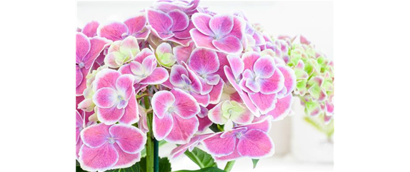 PFLANZE DES MONATS MÄRZ: ZIMMER-HORTENSIE