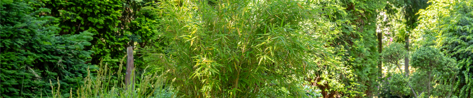 Asia-Garten mit Bambus