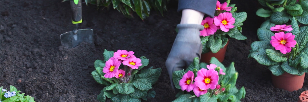 Primeln - Einpflanzen im Garten (thumbnail)