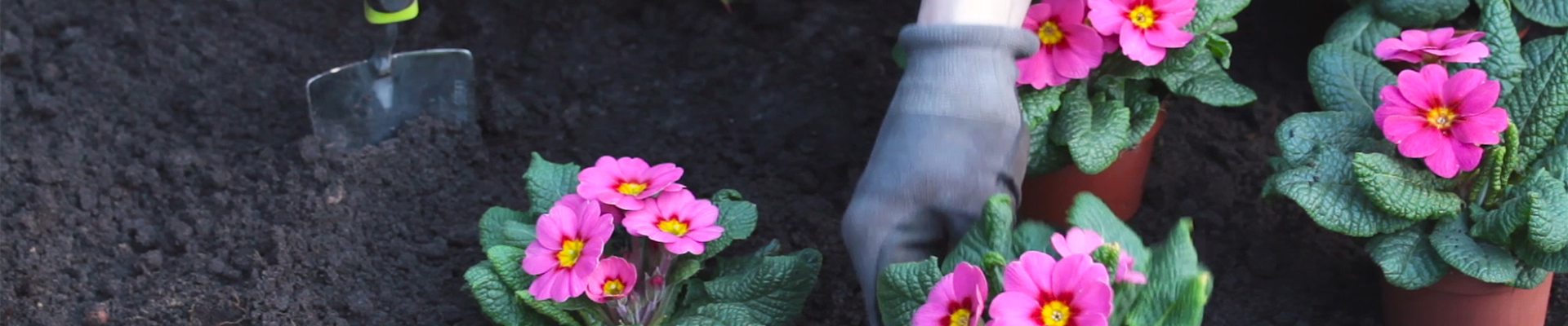 Primeln - Einpflanzen im Garten (thumbnail)