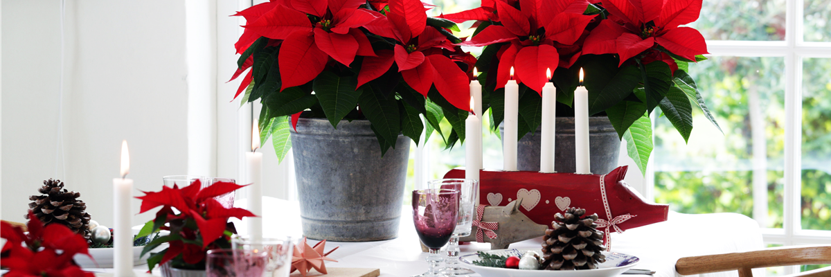 BLüHENDE GESCHENKIDEEN!