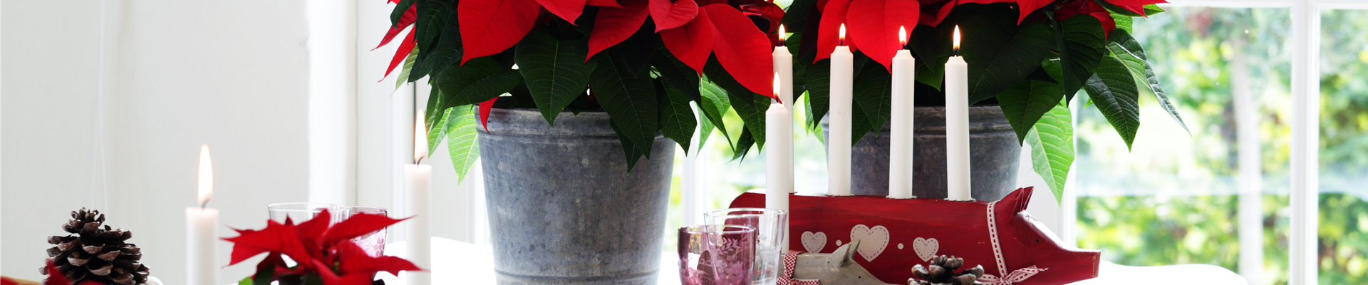 BLüHENDE GESCHENKIDEEN!