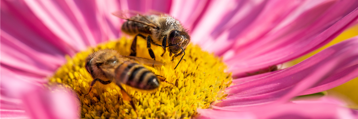 Bienen auf Blüte