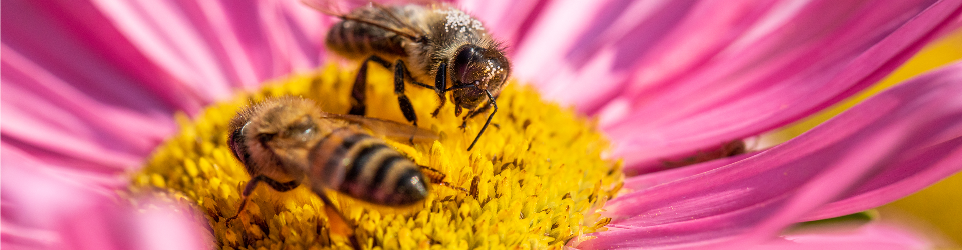 Bienen auf Blüte