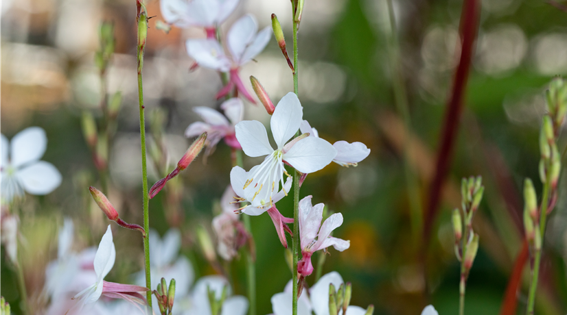Gaura lindheimeri 'Short Form'